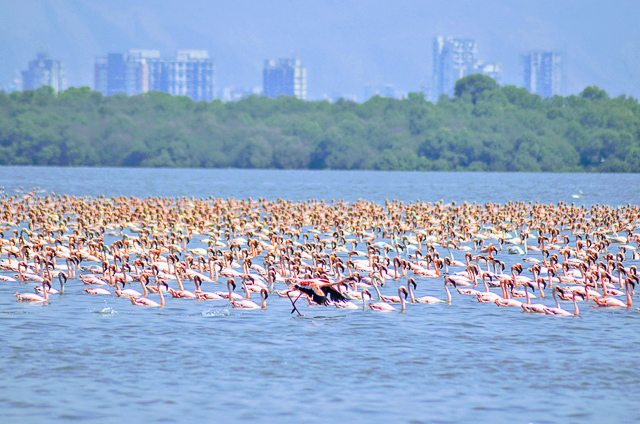 Image of Diveagar